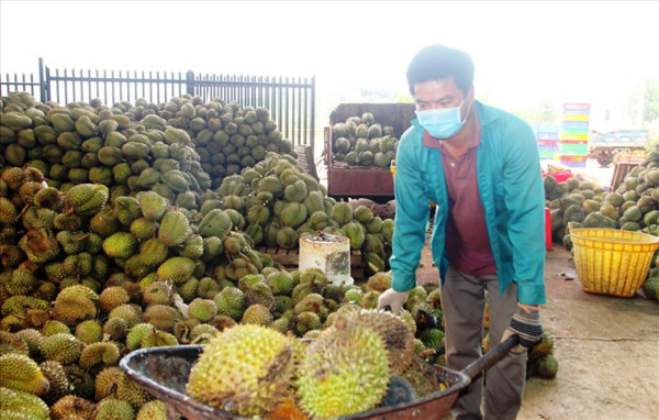 Kế hoạch tiêu thụ bơ, sầu riêng trong tình hình dịch Covid-19 trên địa bàn tỉnh Đắk Lắk niên vụ năm 2021