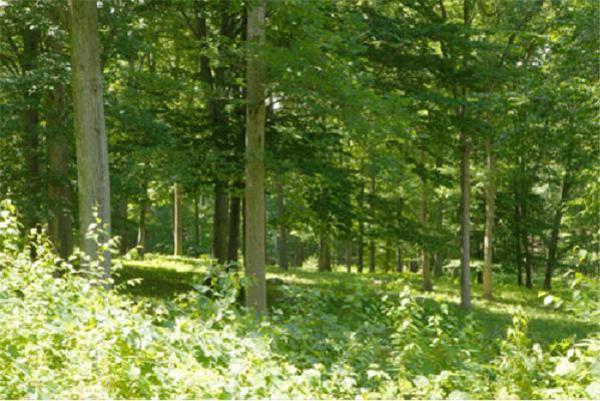 Sửa đổi, bổ sung một số điều Quy chế quản lý rừng 