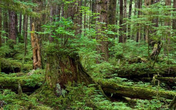 Quy định mới về điều kiện khai thác gỗ rừng tự nhiên 