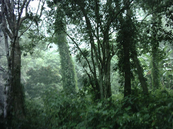 Indonesia thiệt hại 4 tỷ USD/năm vì nạn khai thác gỗ lậu 